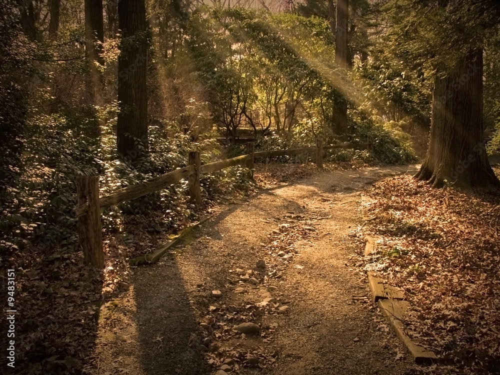 Wall mural path lit by golden beams of sunlight