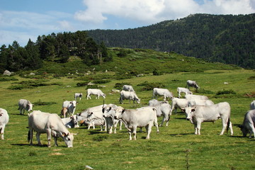 Fototapeta na wymiar Stado Gascon krów, Aude Pireneje