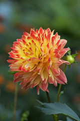 Lovely Dahlia