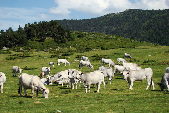 Troupeau de vaches gasconnes,Pyr&eacute;n&eacute;es audoises