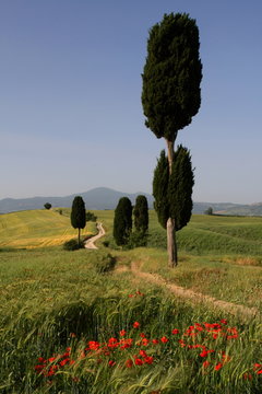 Weg,Wanderweg,Zypressen,Toskana,Monte Amiata,Val d Orcia