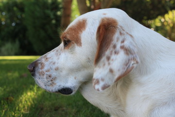Dog Poses - Profile © CorinaDanielaObertas