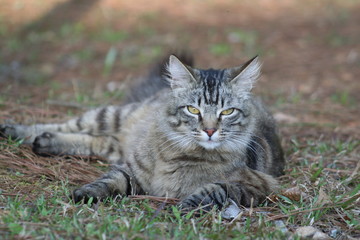 Tabby Cat in the Yard