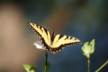 Butterlfy on Dogwood Bloom