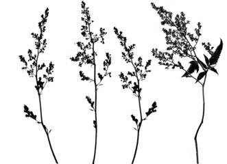 digitale illustration Wildblüten