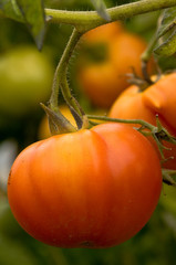 Tomato's on a vine