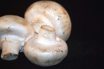 mushroom on the black