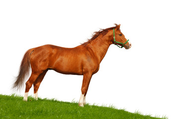 Fototapeta premium bay horse isolated on white