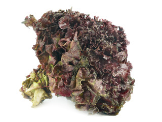 Bunch of fresh violet salad isolated on white