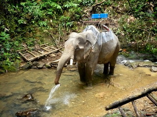 &eacute;l&eacute;phant