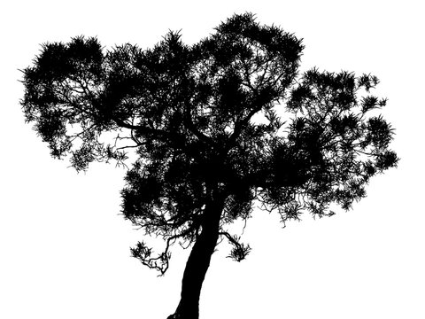 silhouette d'acacia hétérophylla, "tamarin des hauts"