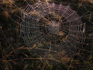 Morning mist on spider web close up photo