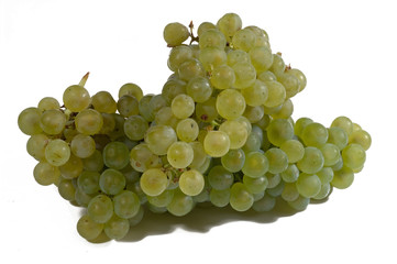 Frische fränkische Weintrauben