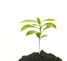 young plant on ground, isolated on white