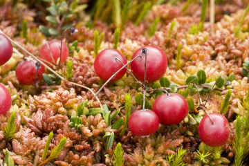 Wild cramberries growing in bog, autumn harvesting