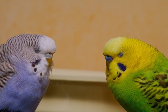 Benni und Lilli