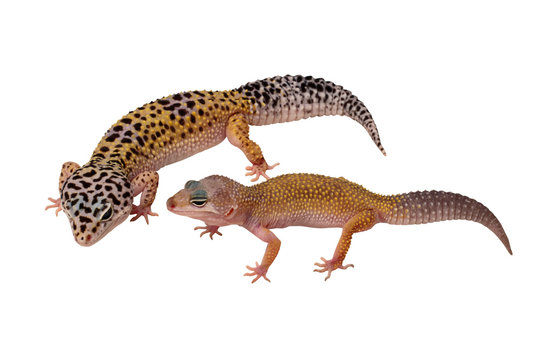 Lezard Images Browse 1 186 Stock Photos Vectors And Video Adobe Stock Lezard Images Browse 1 186 Stock Photos Vectors And Video Adobe Stock