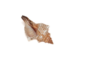 Shell lying on a white background