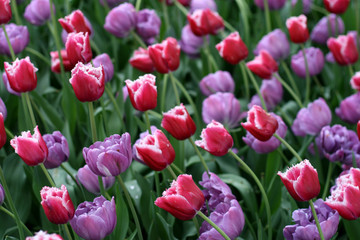 Tulips