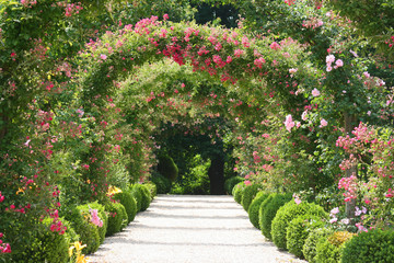 Arche de roses dans le jardin