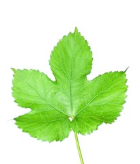 Isolated hop leaf
