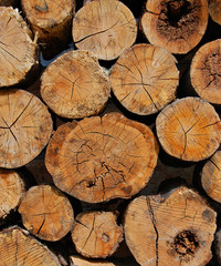 pile of cut wood - 9492348