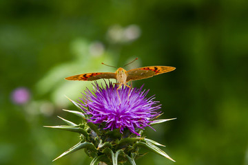 Little butterfly sitting on a burdock flower