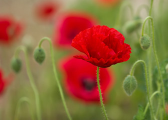 Isolated Red Poppy