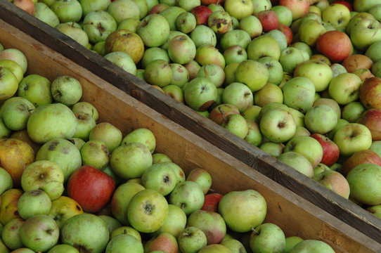 récolte des pommes à jus