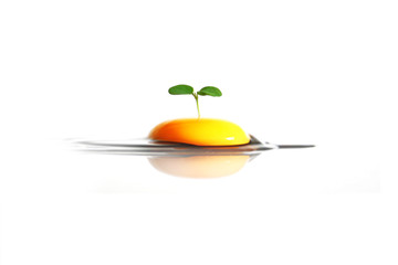 New life concept. Isolated on white background.