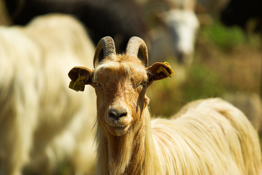 Ch&egrave;vres corses