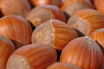 Haselnüsse
