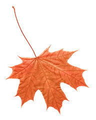 Fototapeta premium Leaf in autumn isolated on white
