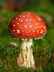 Fliegenpilz mit Moos