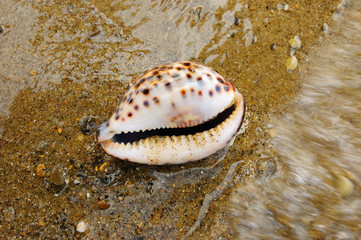 shell