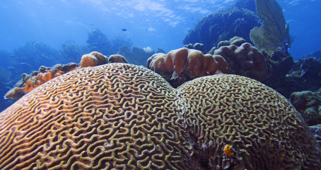 Boulder Brain Coral (colpophyllia natans)