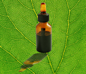 leaf