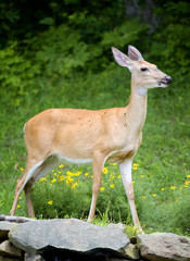 whitetail doe that's gotten into the garden