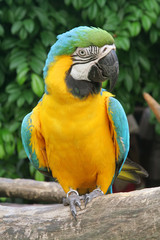 Talking Parrot Commonly Found in the Tropics
