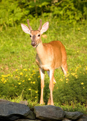 yearling whitetail buck in a springtime flower bed