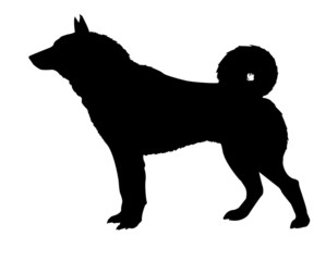 silhouette of the kidskin isolated on white background