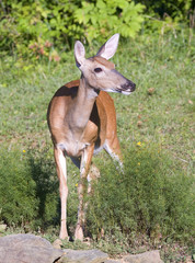 whitetail deer doe that looks as if in a pose