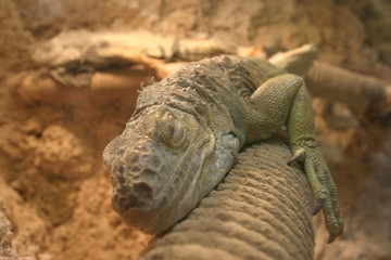 iguane