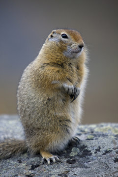 Marmot