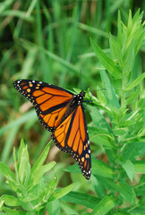 Monarch butterfly