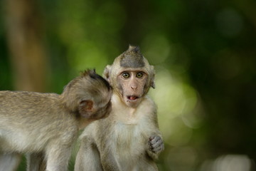Monkeys, two brothers - Deux petits singes