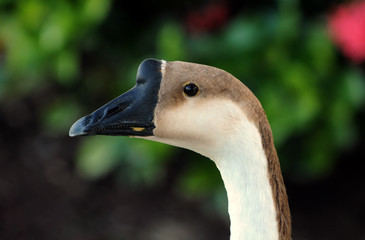 Close up view of goose bird head