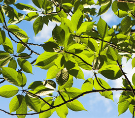 Green leaves over blue sky. Natural background