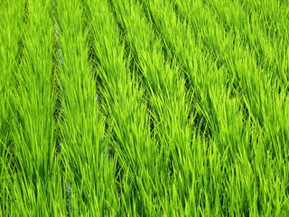 Luscious green wheat field found in Japan