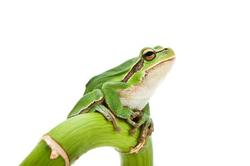 Green Tree Frog on green branch isolated on white background.